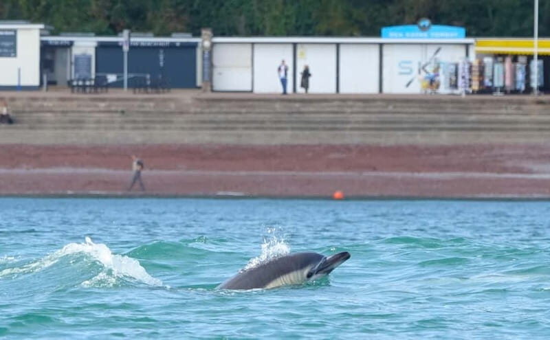 Torquay: Wildlife, Bushcraft and Sea Cave Kayak Safari - Final Thoughts