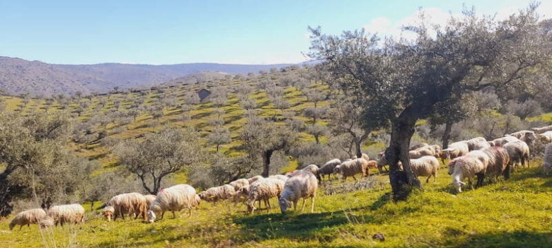 Torre de Moncorvo: Douro Valley Wine Farm & Rural Workshops - The Itinerary in Detail