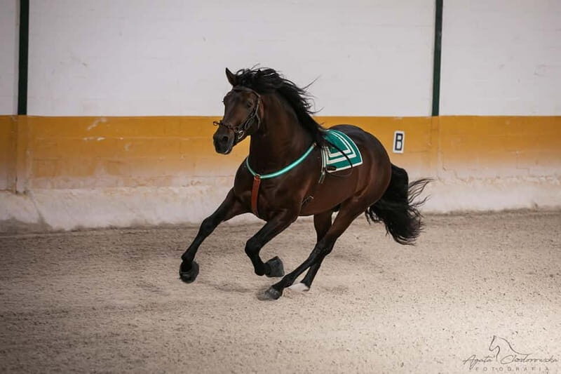 Torremolinos: Spanish horse show and flamenco with dinner option - The Practicalities: What You Need to Know