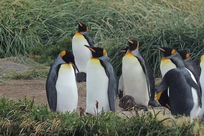 Torres del Paine & Tierra del Fuego ( king penguis) - A Deep Dive into the Patagonia Experience