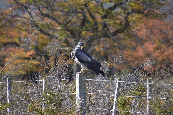 Torres del Paine Winter / Fauna sighting at your leisure - The Sum Up