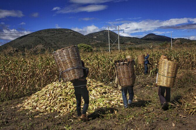 tortilla class in my zapotec village - The Sum Up: Is It Worth It?