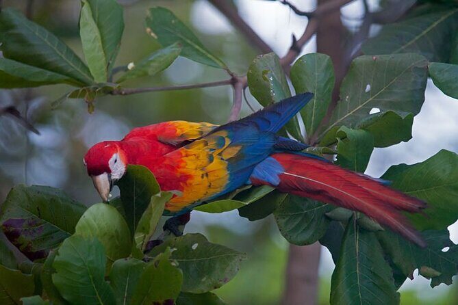 Tortuga Island Adventure White Sand Paradise Day Trip - Practical Details and What to Expect