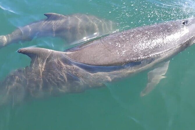 Tortuga Island Paradise with Snorkeling Included - A Detailed Look at the Tour Experience