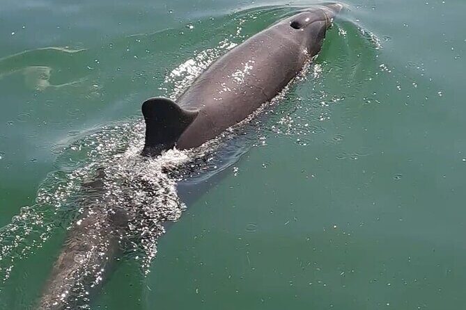 Tortuga Island Paradise with Snorkeling Included - The Sum Up