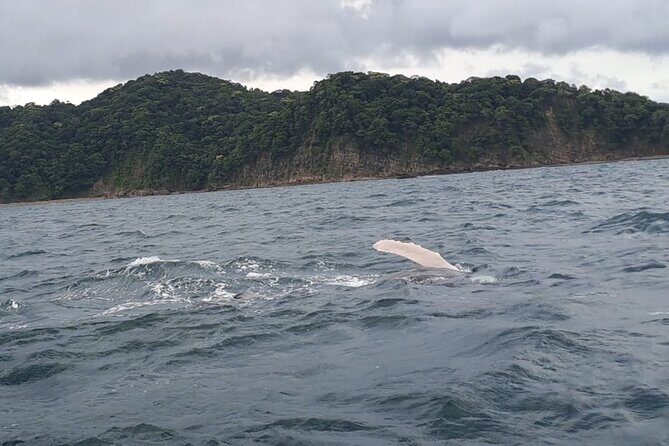 Tortuga Island Paradise with Snorkeling Included - FAQ