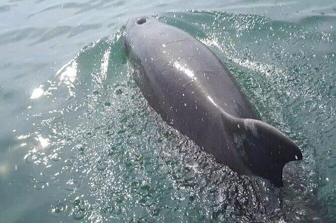 Tortuga Island Paradise with Snorkeling Included - Key Points