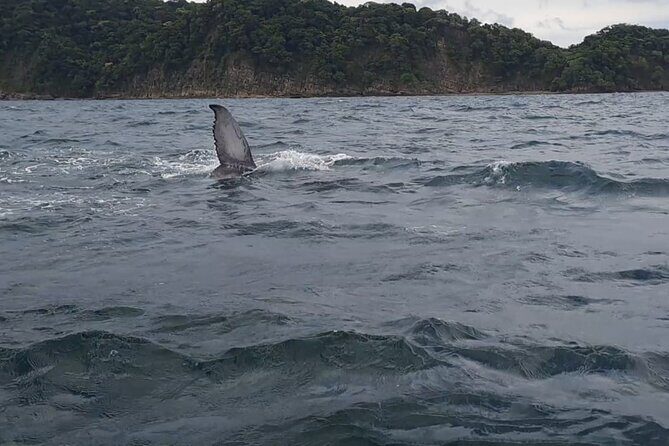 Tortuga Island Paradise with Snorkeling Included - Potential Drawbacks to Consider