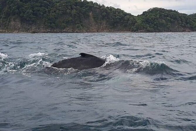 Tortuga Island Paradise with Snorkeling Included - Who Would Enjoy This Tour?