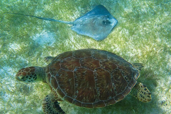 Tortugas & Cenotes Snorkel With Turtles Tour - Authentic Traveler Insights and Experiences