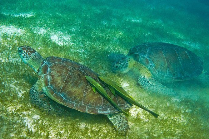 Tortugas & Cenotes Snorkel With Turtles Tour - Final Thoughts: Is This Tour Right for You?