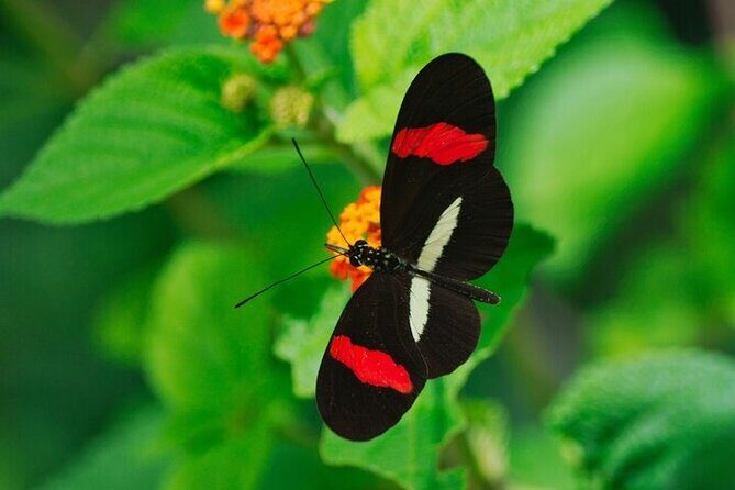 Tortuguero: Canoe Tour + Night Jungle Tour + Cerro Viewpoint Tour - Final Summary