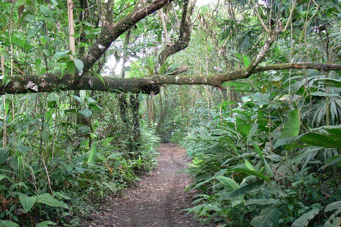 Tortuguero Clasicos - 2 Tours: Canoe and day hike - Final Thoughts