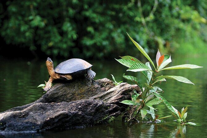 Tortuguero National Park - Admission Ticket - Key Points