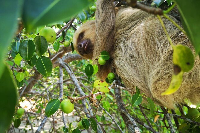 Tortuguero National Park Eco Adventure Canoe Tour from San Jose - FAQ