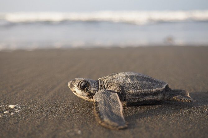 Tortuguero Park 3 days Vacation Package - Possible Drawbacks and Considerations