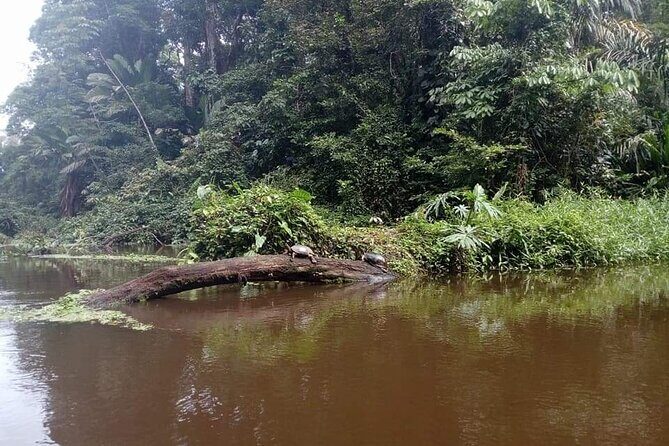 Tortuguero Private Kayak Tour - Discovering Tortuguero by Kayak: A Deep Dive