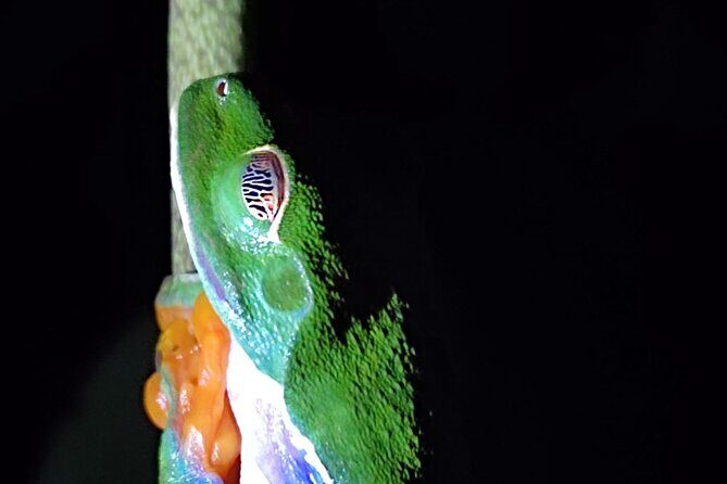 Tortuguero Private Kayak Tour - Frequently Asked Questions