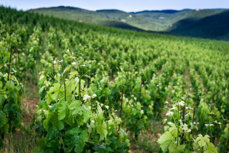 Total Immersion Wine Tour in Chianti - Inside the Cellar: From Grape to Glass