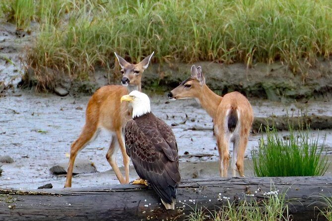 Totems, City & Wildlife by Cable Car Trolley - FAQ