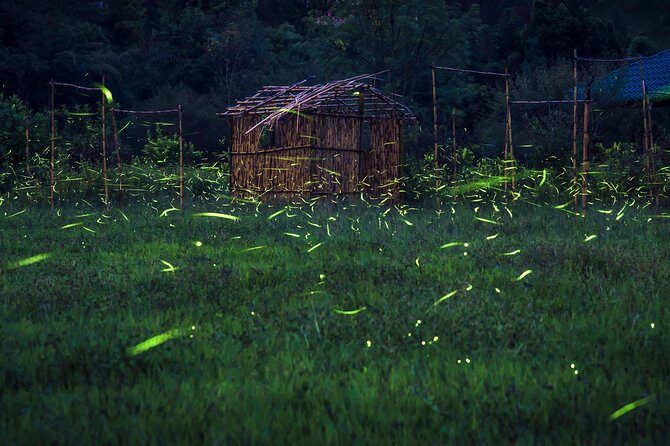 Totláli fireflies sighting - Discover the Enchantment of Fireflies at Totláli