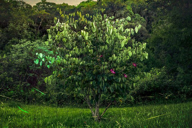 Totláli fireflies sighting - An In-Depth Look at the Totláli Fireflies Sighting Tour
