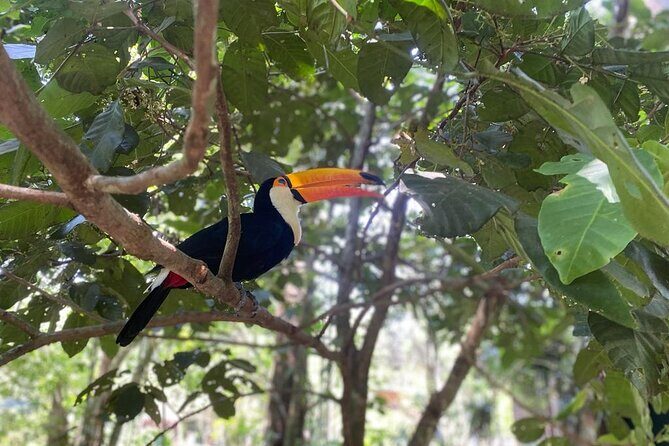 Tour 1 day: Brazilian Falls, Macuco Safari and Bird Park - Frequently Asked Questions (FAQs)