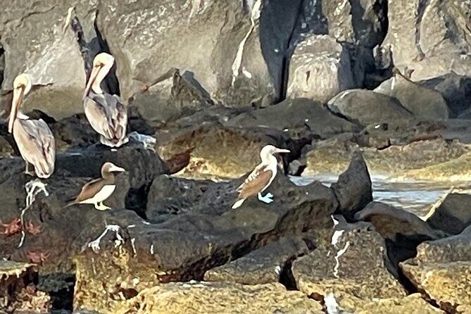 Tour a la Isla Coronados con actividad de esnorquel - Frequently Asked Questions