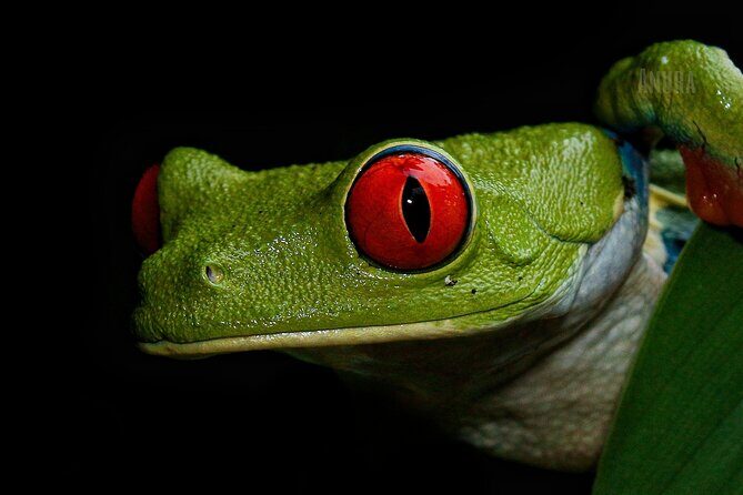 Tour and Night Walk La Fortuna - Experience the Night in La Fortuna: A Guided Tour at ANURA Ecological Park