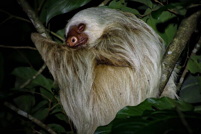 Tour and Night Walk La Fortuna - Key Points