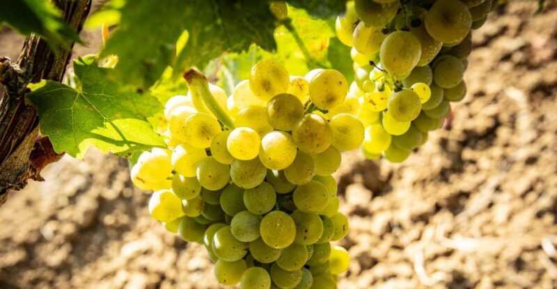 Tour and Premium wine tasting at Duca di Salaparuta - Key Points
