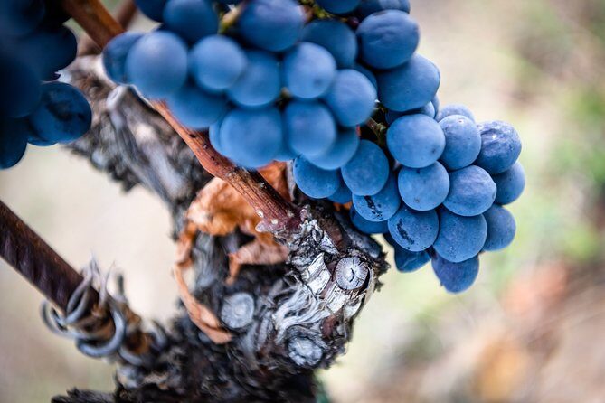Tour and Tasting at an Organic Winery in the Heart of Chianti Classico Area - FAQs