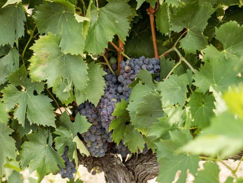 Tour and tasting at the Casalbosco estate - Tour and tasting at the Casalbosco estate