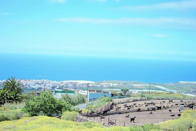 Tour Around the Island - Private VIP Tour in Tenerife - FAQ