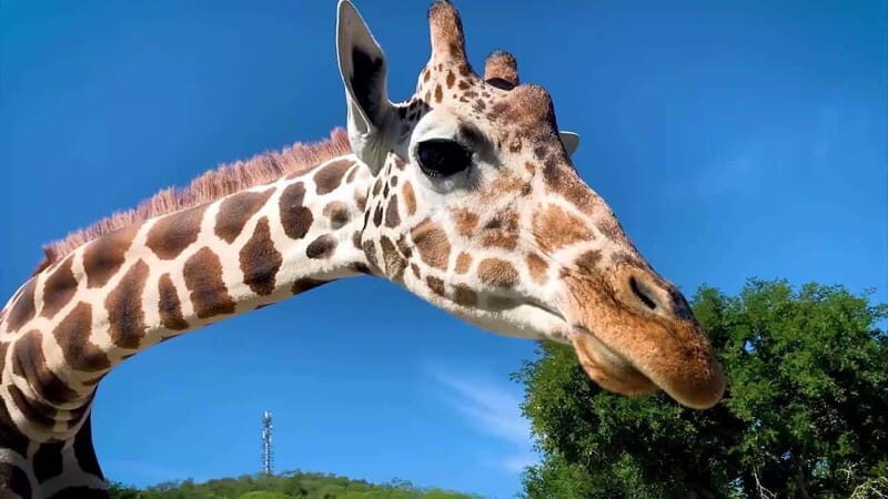 Tour "Bioparque" + Traslados + Tickets incluidos - A Balanced Look at the Tour