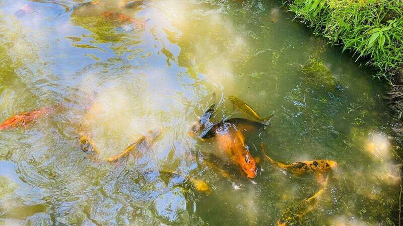 Tour "Bioparque" + Traslados + Tickets incluidos - FAQs