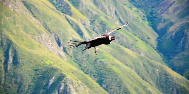 Tour - Colca Canyon Trekking 2D1N with Final in Puno - A Journey Through Peru’s Majestic Landscapes: The Colca Canyon Trekking 2D1N with Final in Puno