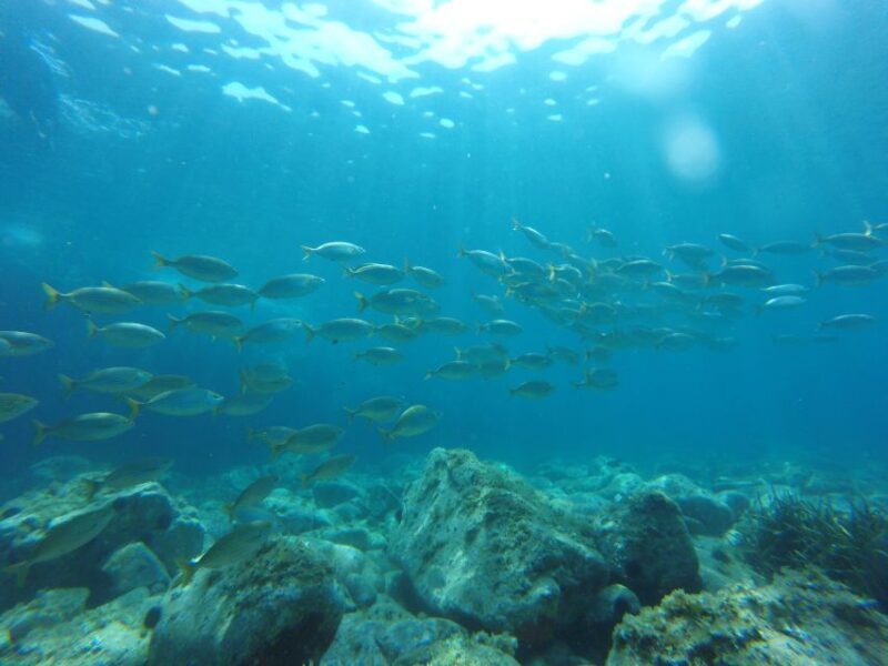Tour Costa Brava: Coastal Trails, Snorkel, Cliff-Jump & Meal - Who Should Consider This Tour?