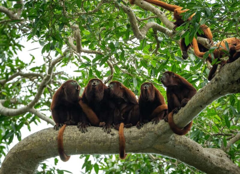 Tour en Kayak +Isla de los Monos full day - A Day of Adventure in Puerto Maldonado: Kayaking, Ziplining, and Monkey Encounters