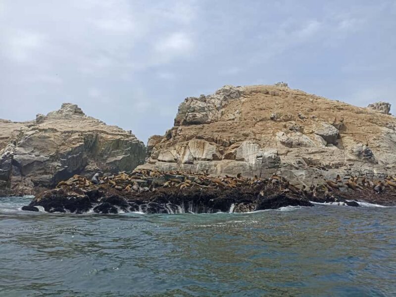 Tour from Lima to Palomino Islands - Key Points