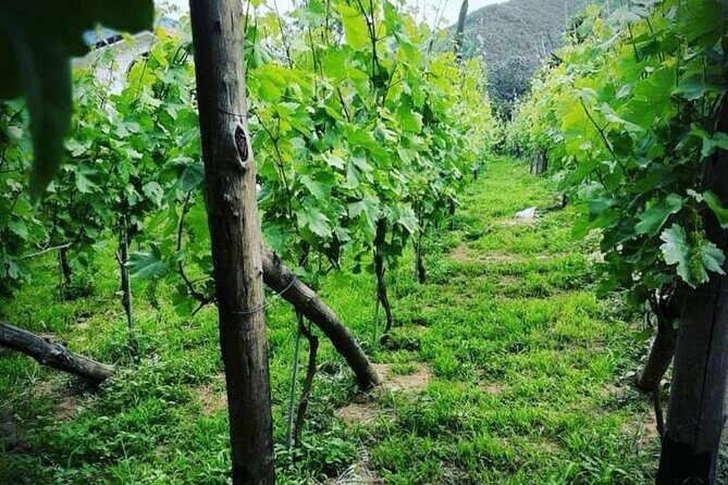 Tour from Napoli to pompei/ercolano: Luxury Tour, Secret Vineyard - A Detailed Journey Through the Tour Experience