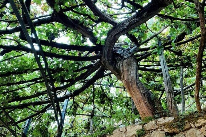 Tour from Napoli to pompei/ercolano: Luxury Tour, Secret Vineyard - Practical Tips for Future Travelers
