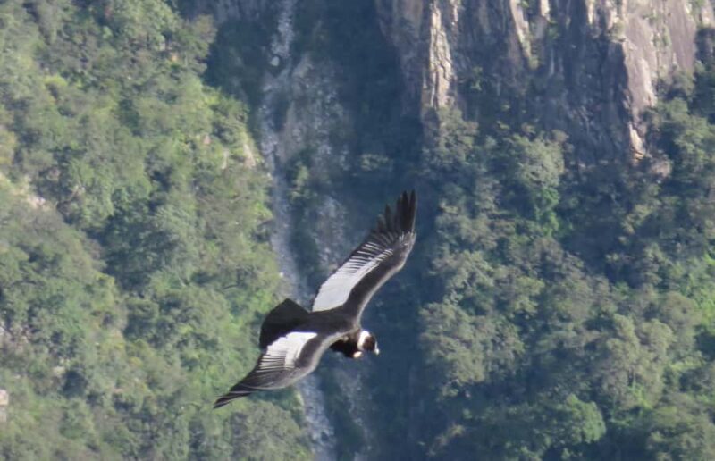 Tour Fullday Colca Canyon with Breakfast and Typical Lunch - The Sum Up