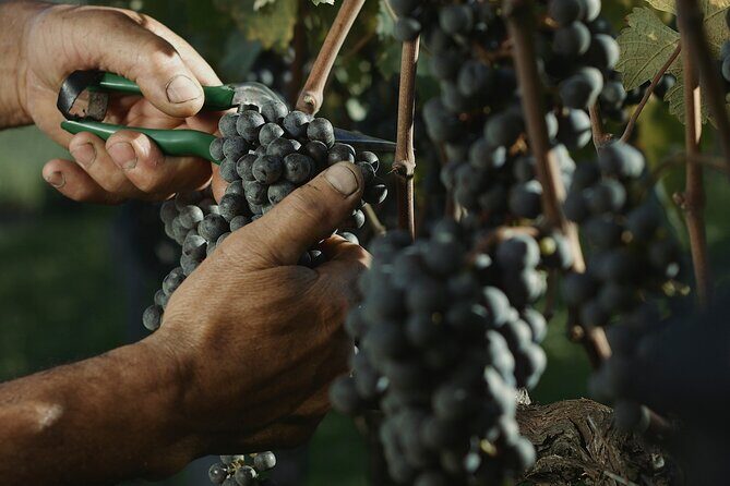 Tour Gran Reserva - Valley of the Vineyards - Exploring the Itinerary: A Closer Look at the Wineries