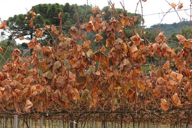 Tour Gran Reserva - Valley of the Vineyards - Who Should Consider This Tour?