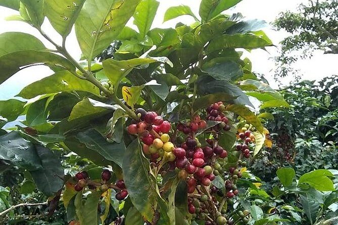 Tour Guatape and Coffee - Exploring the Details: What to Expect on the Tour