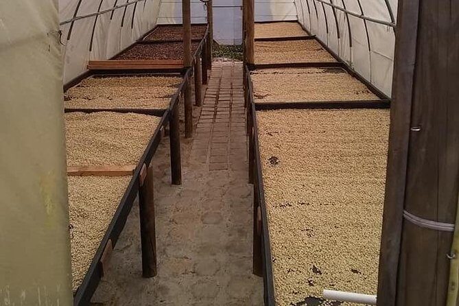 Tour Guatape and Coffee - Cost and Value