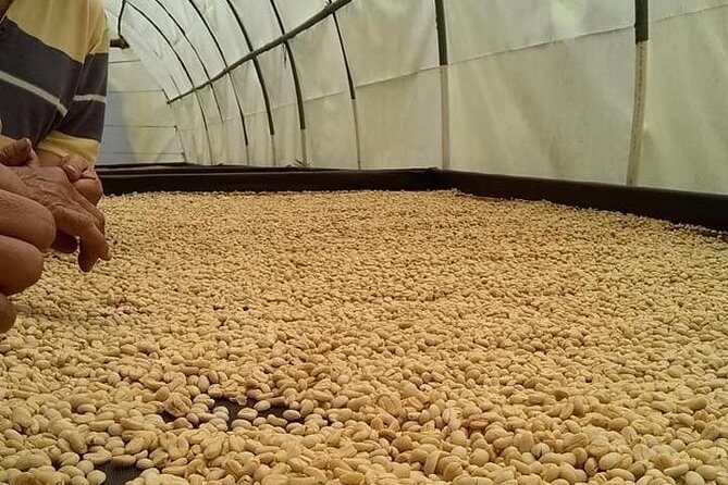 Tour Guatape and Coffee - What the Reviews Say