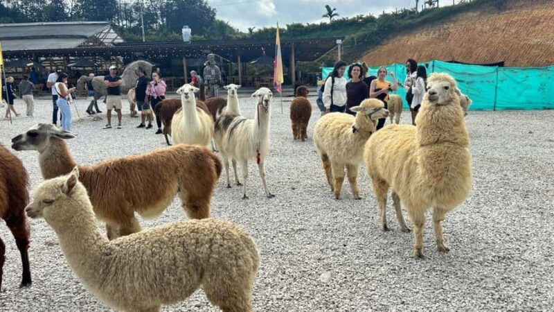 Tour Guatapé con visita a Granja de las Llamas y las Alpacas - How the Experience Adds Up