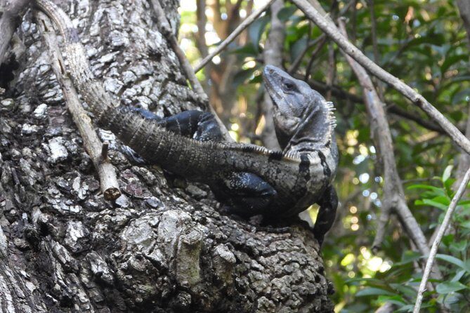 Tour Herpetologico - Authentic Encounters and Genuine Reviews